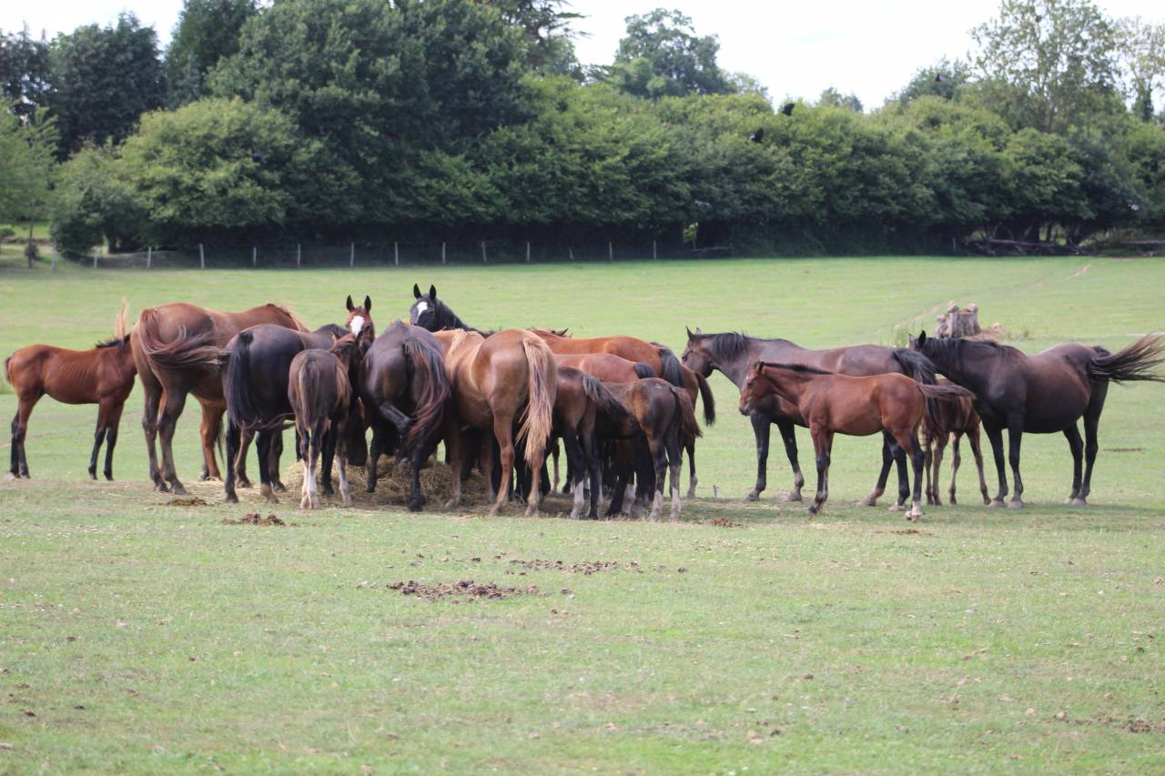 Filly Selle Français For sale 2022 Dark Bay