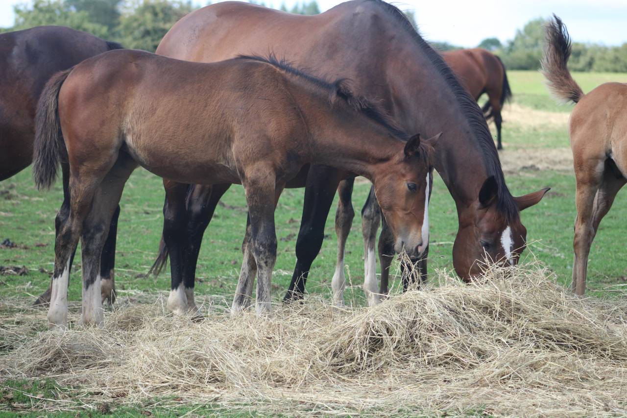 Filly Selle Français For sale 2022 Dark Bay