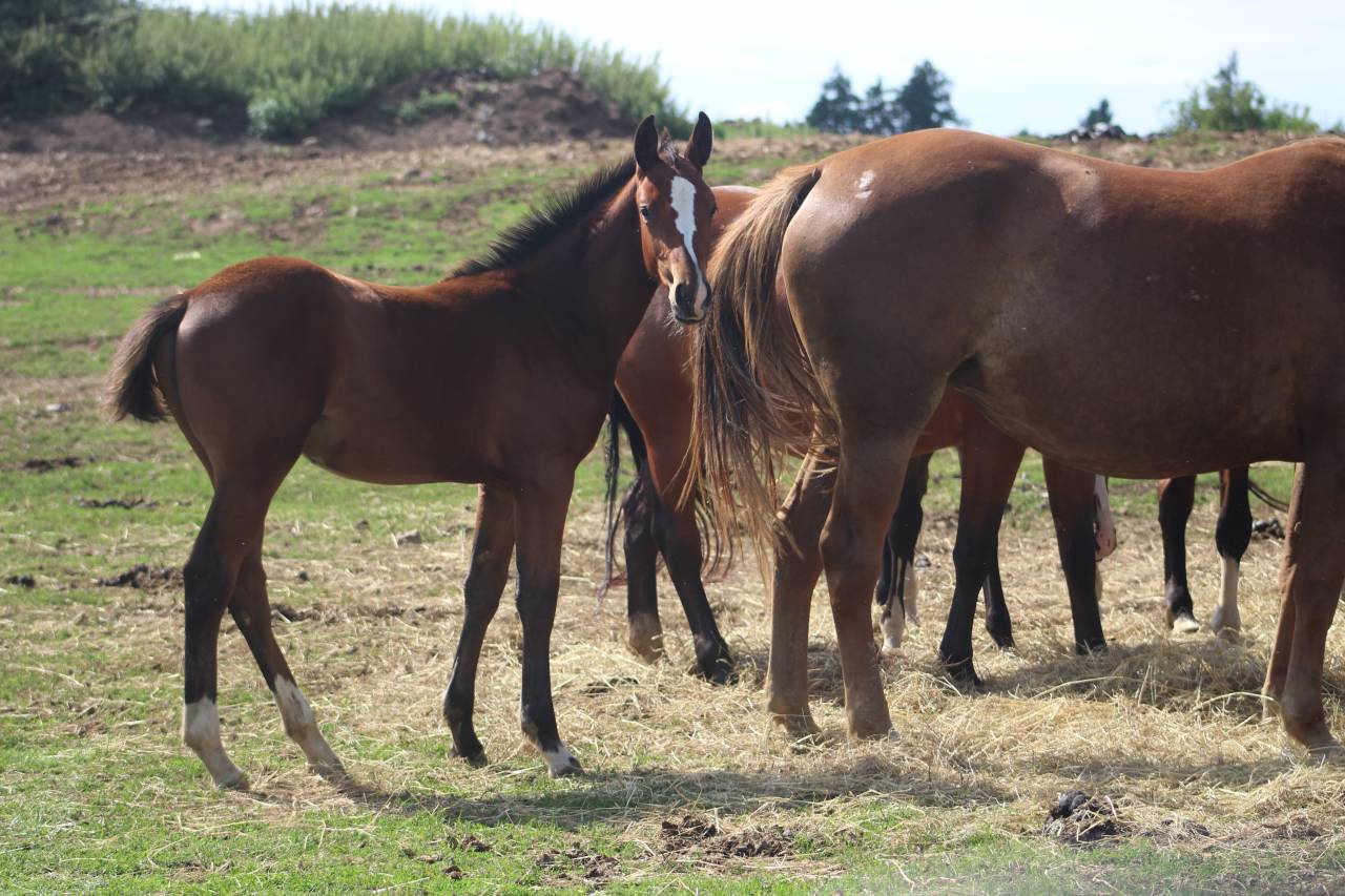 Filly Selle Français For sale 2022 Dark Bay