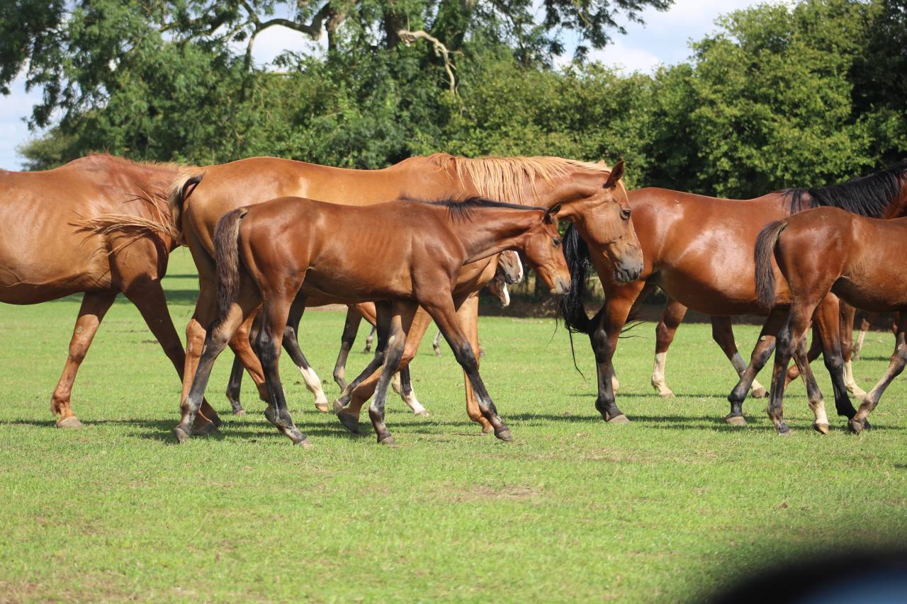 Filly Selle Français For sale 2022 Dark Bay