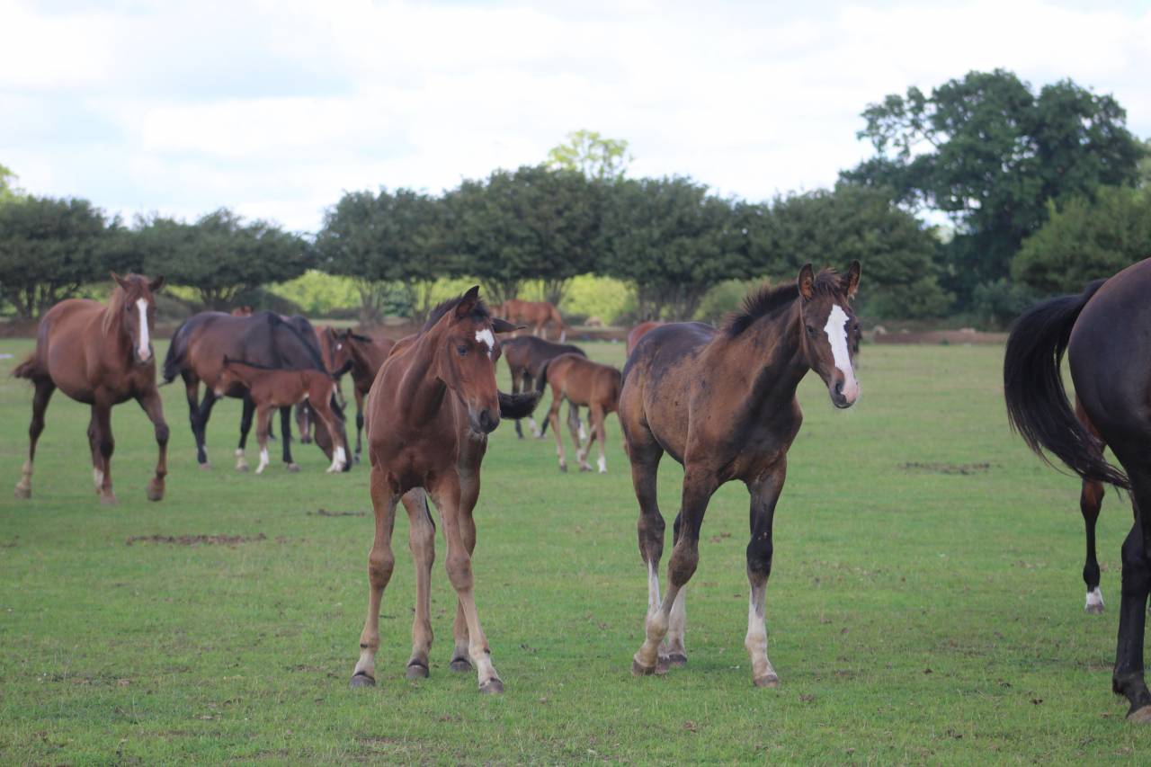 Filly Selle Français For sale 2022 Dark Bay