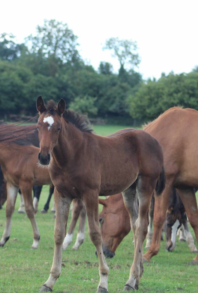 Filly Selle Français For sale 2022 Dark Bay
