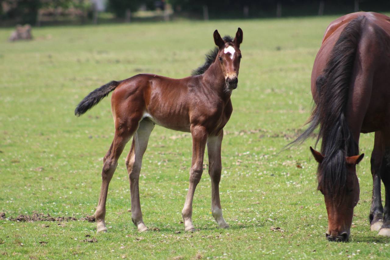 Filly Selle Français For sale 2022 Dark Bay