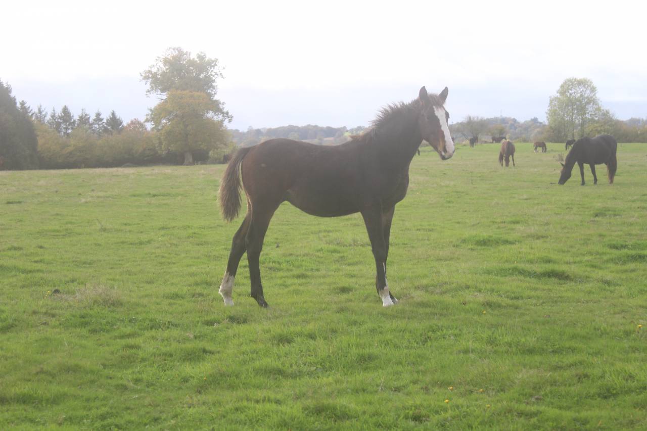 Filly Selle Fran&ccedil;ais For sale 2022 Dark Bay
