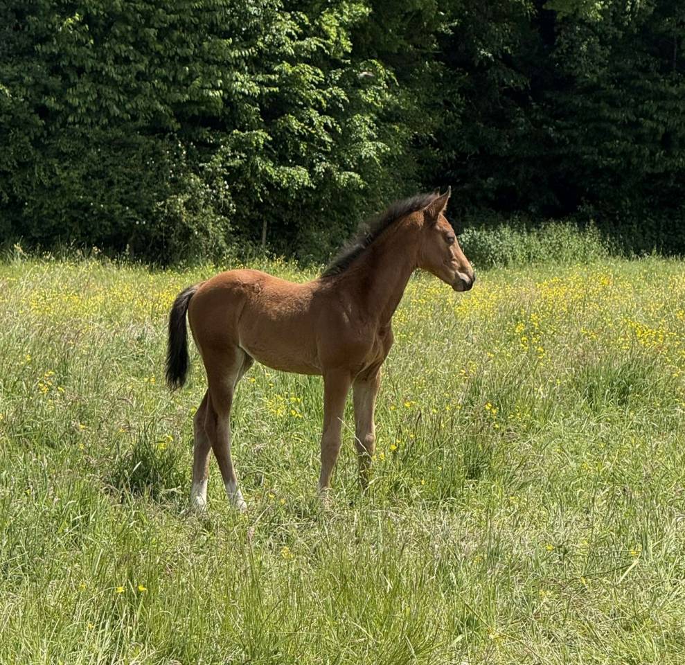 Filly Selle Français For sale 2025 Bay