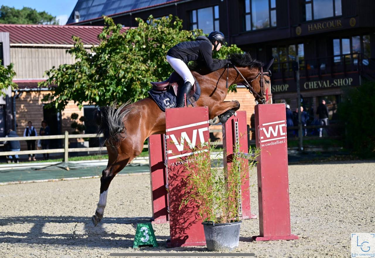 Filly Selle Français For sale 2025 Bay