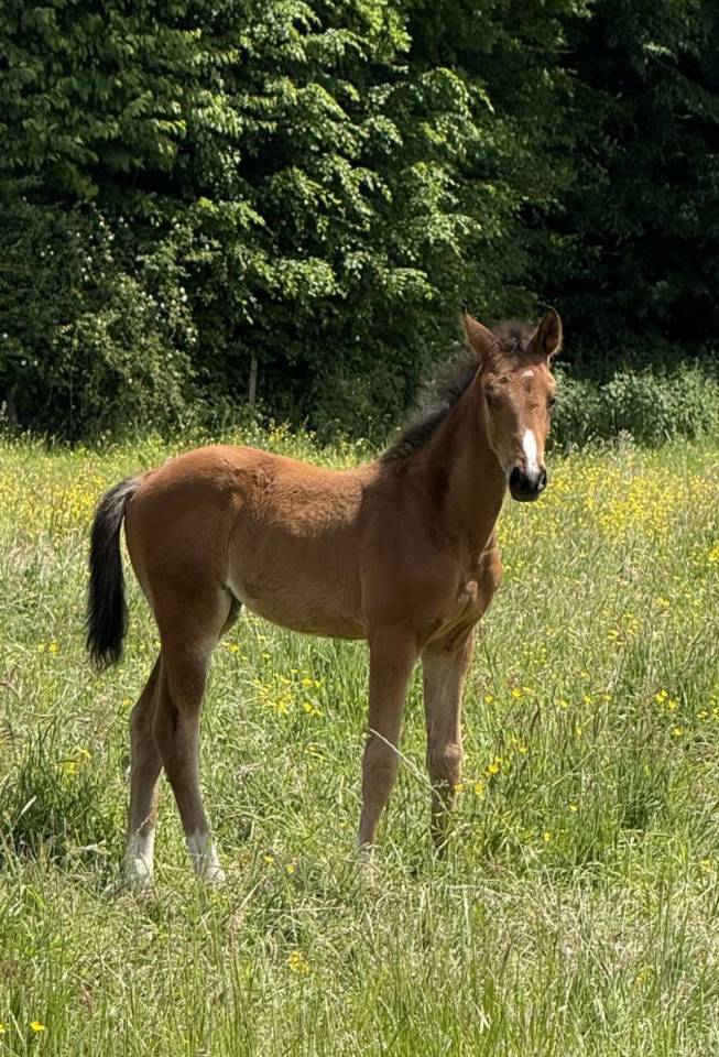 Filly Selle Français For sale 2025 Bay