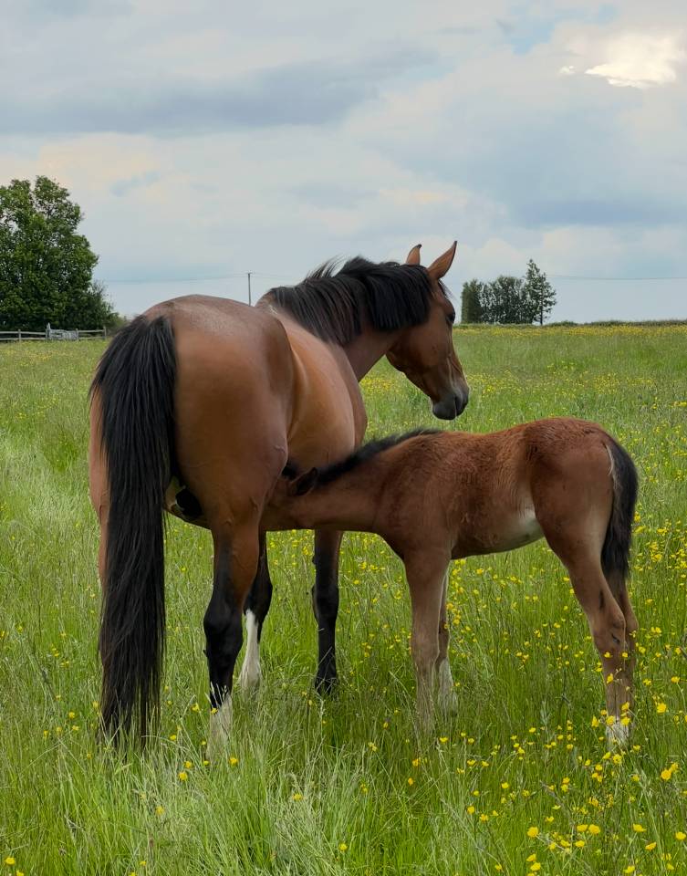 Filly Selle Français For sale 2025 Bay