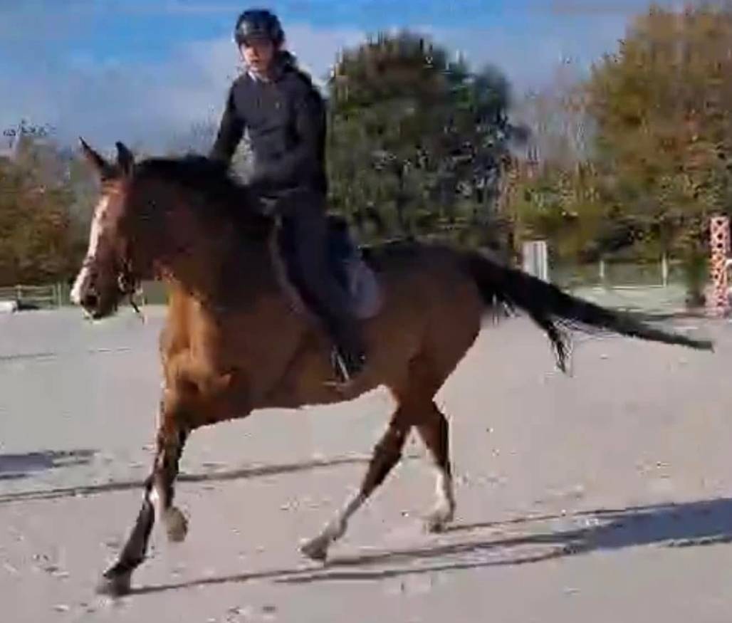 Filly Selle Français For sale 2025 Bay