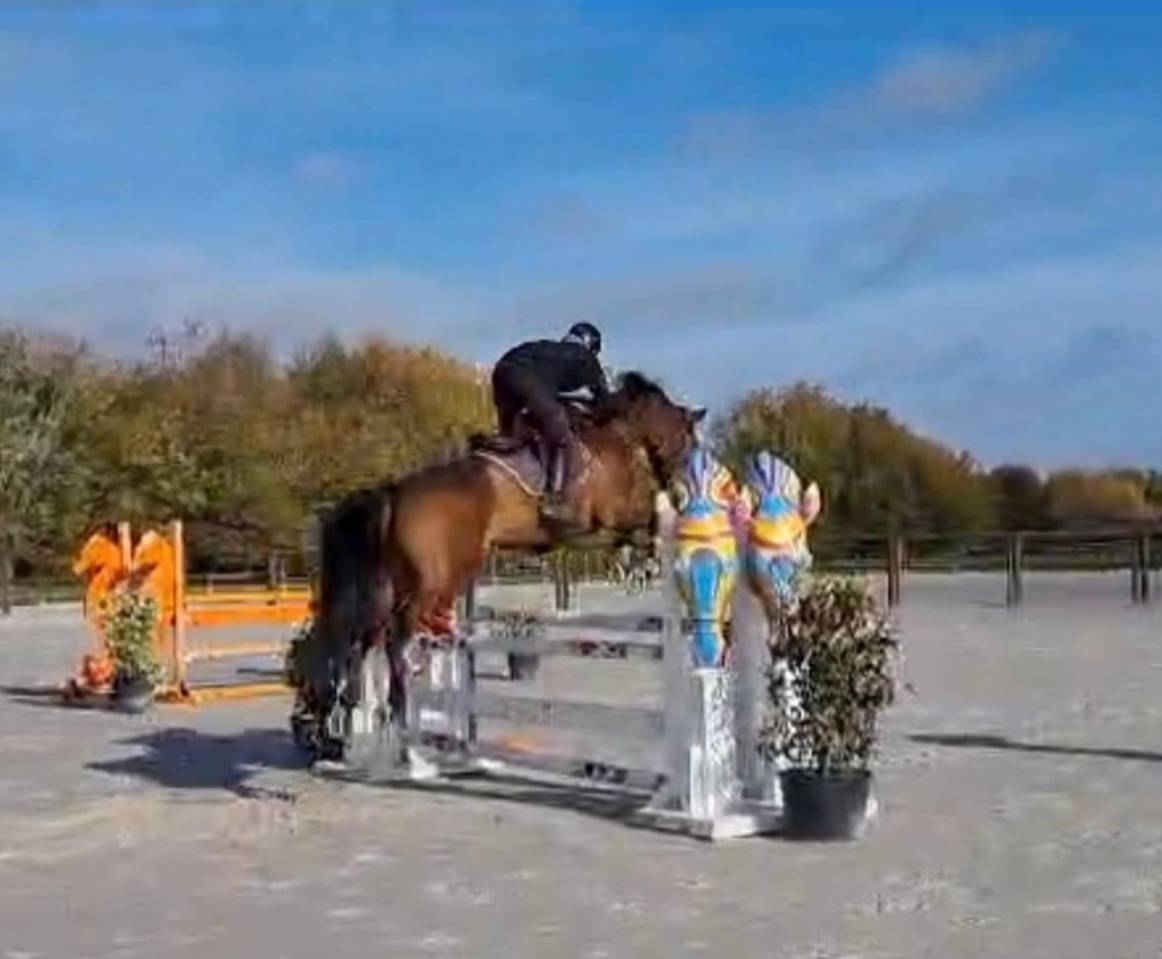 Filly Selle Français For sale 2025 Bay