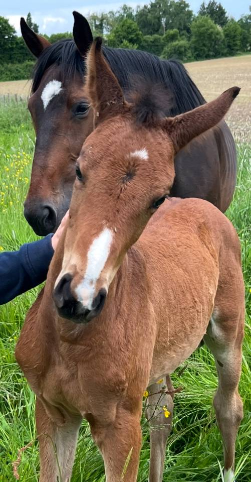 Filly Selle Français For sale 2025 Bay