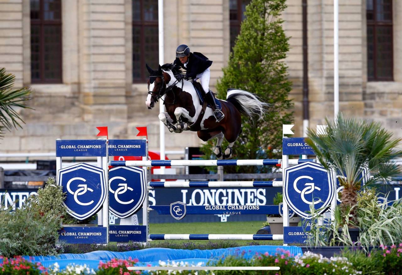 Filly Selle Français For sale 2025 Bay