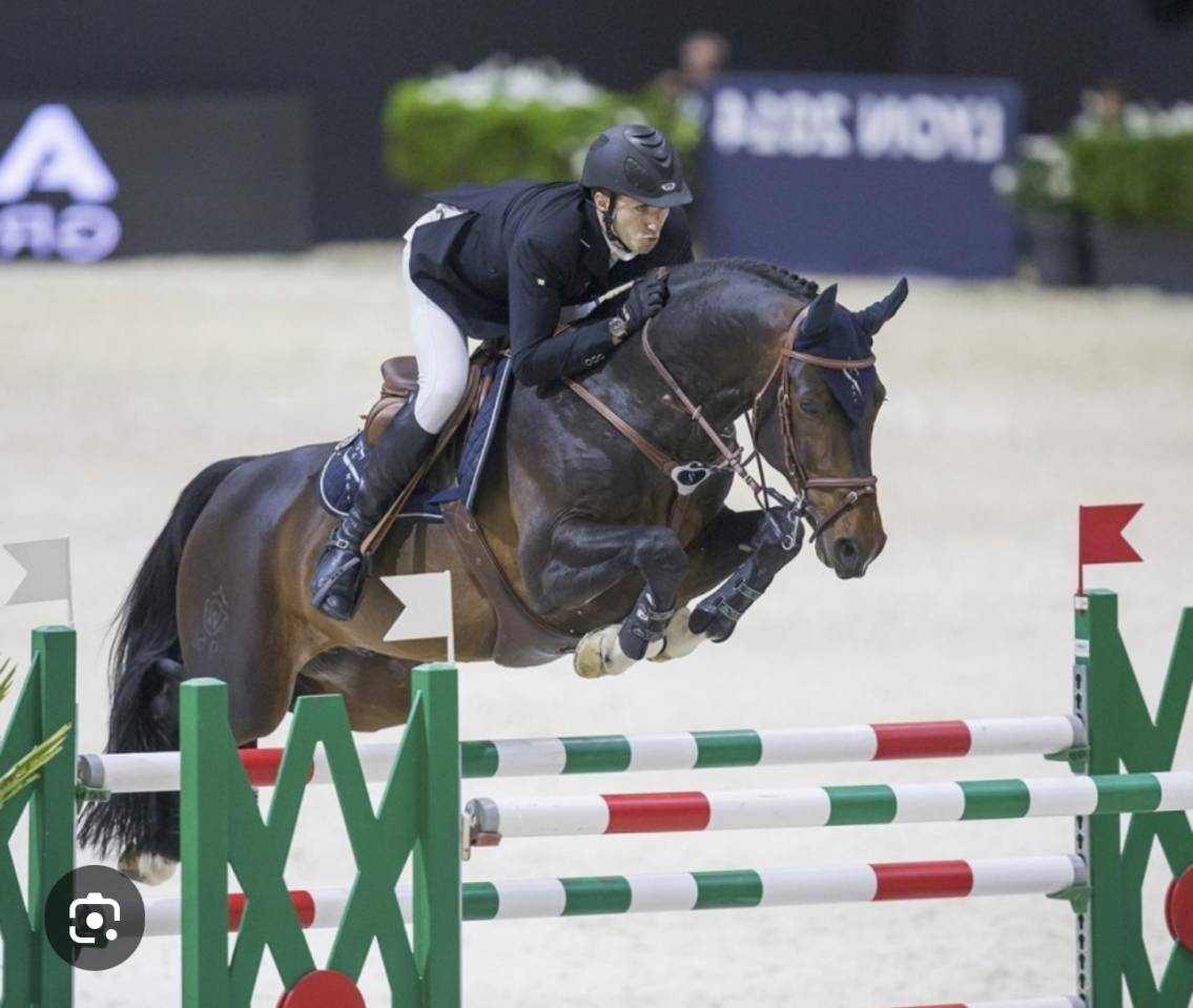 Filly Selle Français For sale 2025 Bay