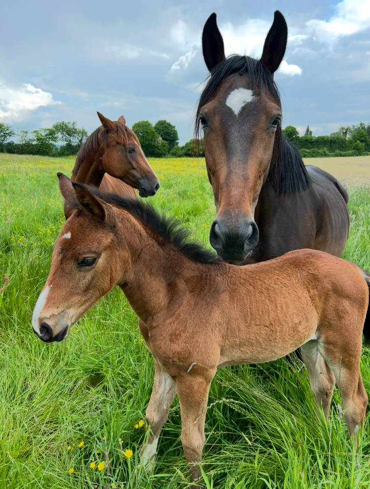 Filly Selle Français For sale 2025 Bay