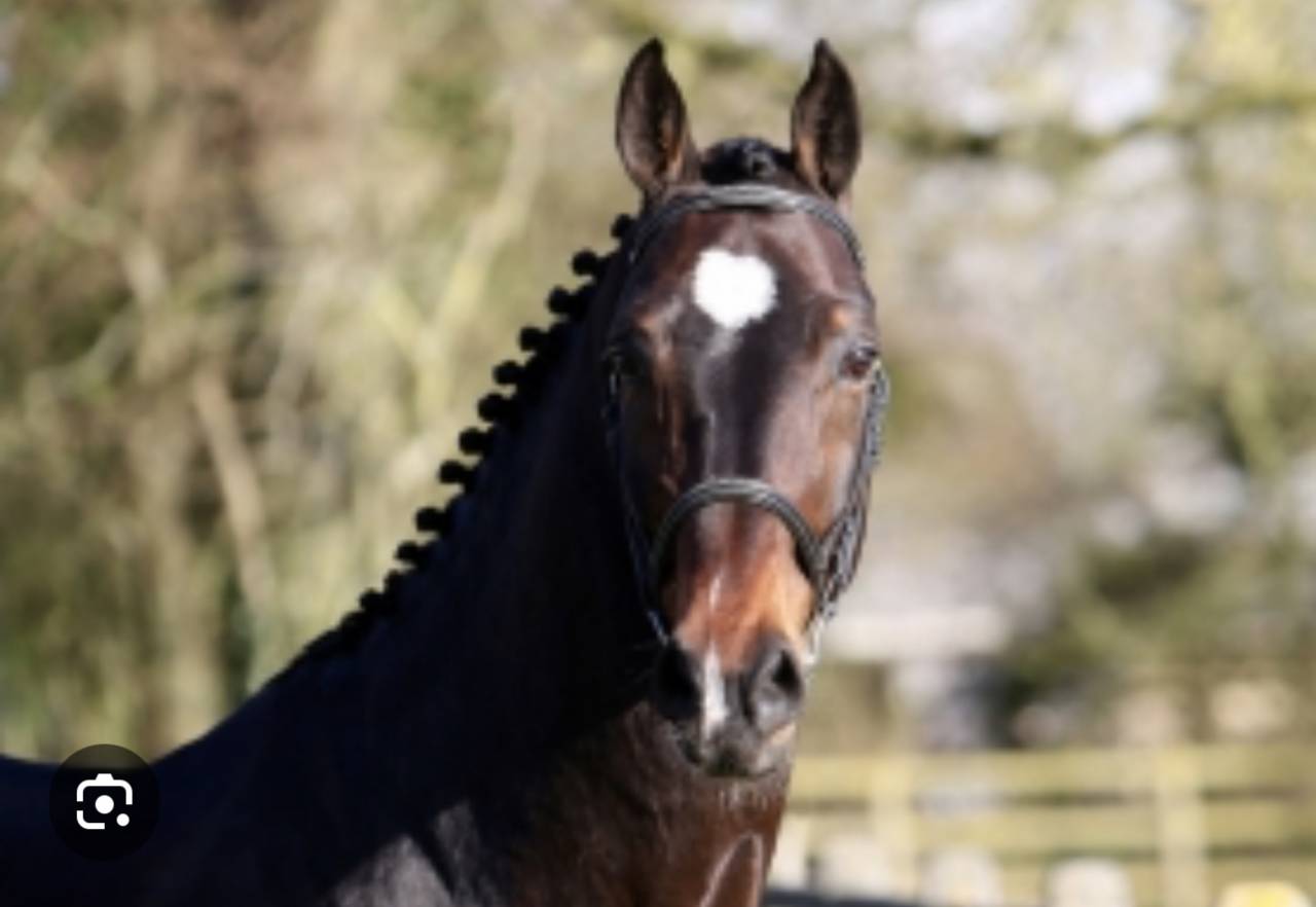 Filly Selle Français For sale 2025 Bay