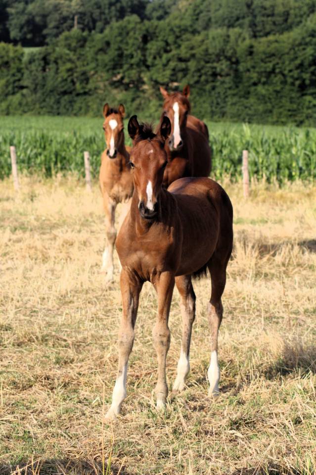 Filly Selle Français For sale 2025 Bay