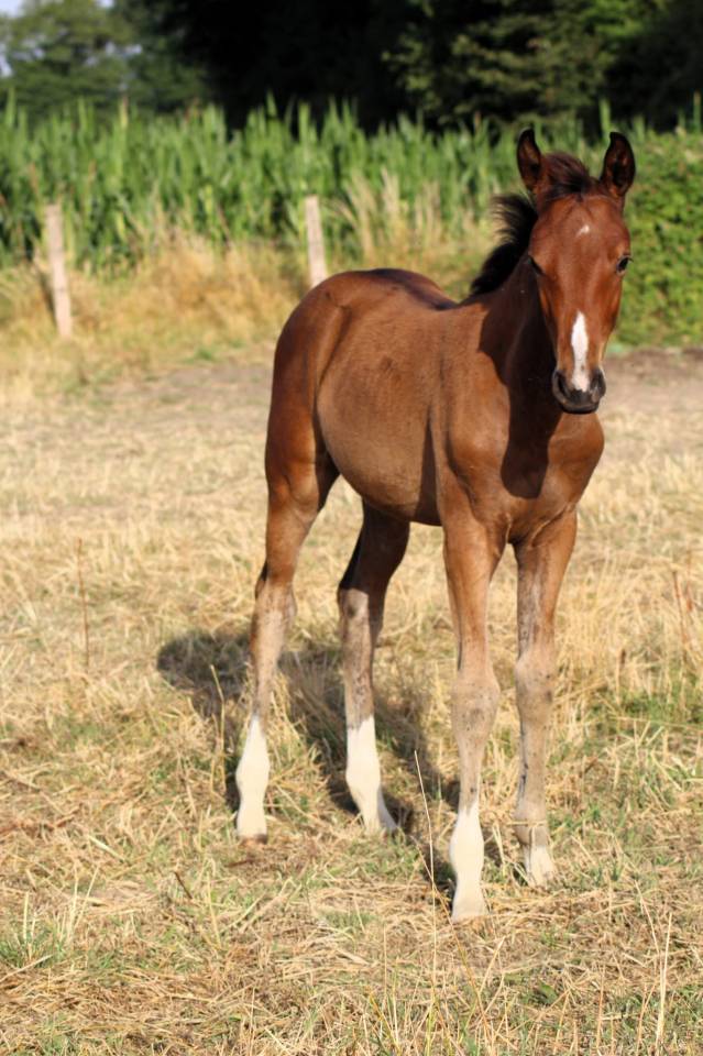 Filly Selle Français For sale 2025 Bay