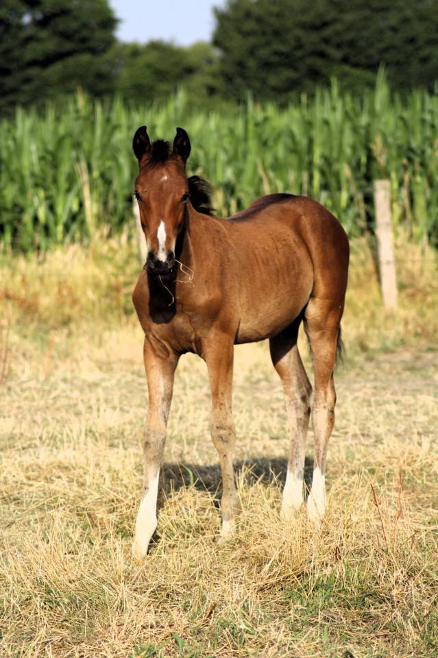 Filly Selle Français For sale 2025 Bay
