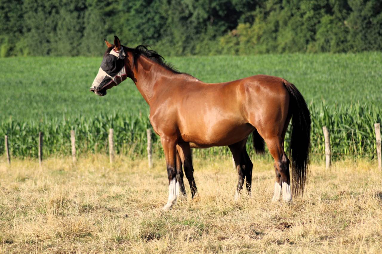 Filly Selle Français For sale 2025 Bay