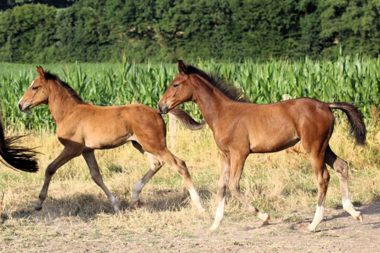 Filly Selle Français For sale 2025 Bay