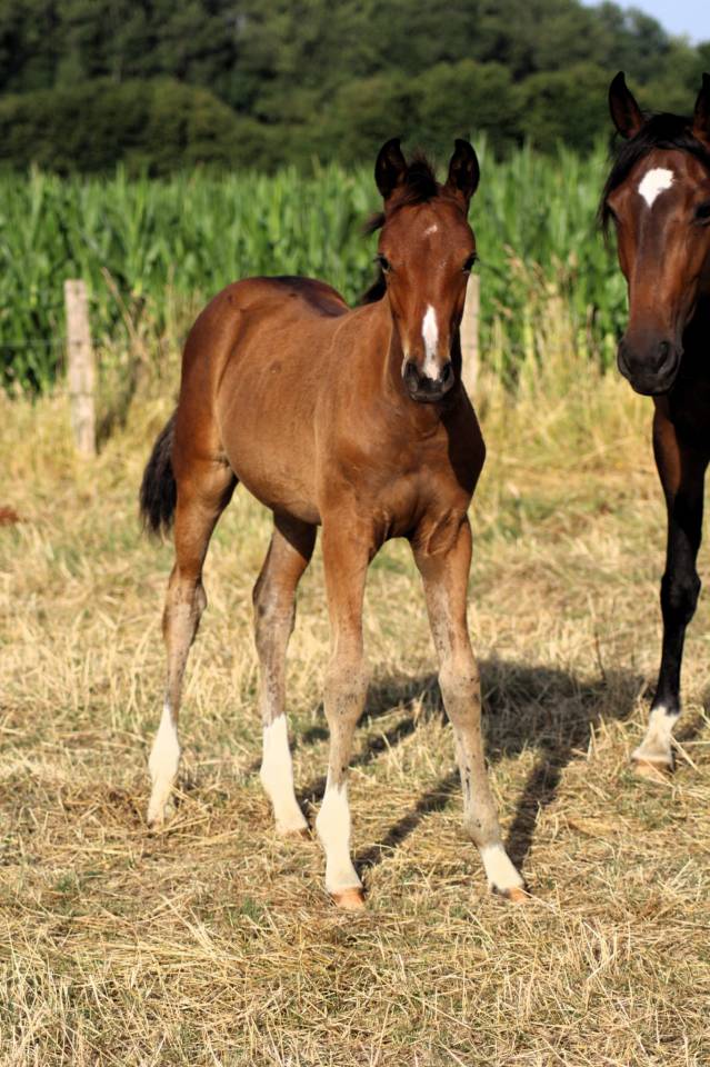 Filly Selle Français For sale 2025 Bay