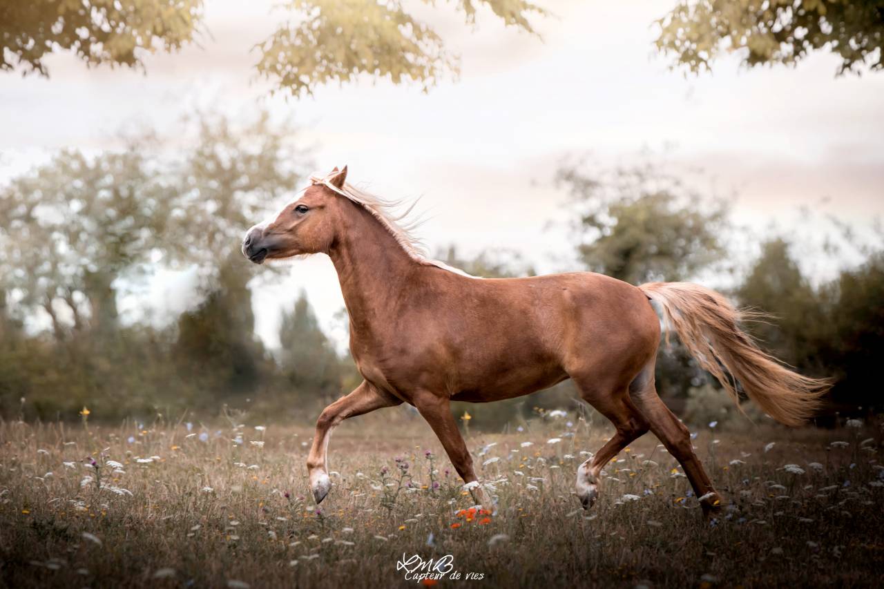 Mare Dartmoor For sale 2020 Chesnut