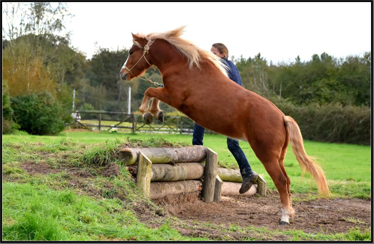 Mare Dartmoor For sale 2020 Chesnut