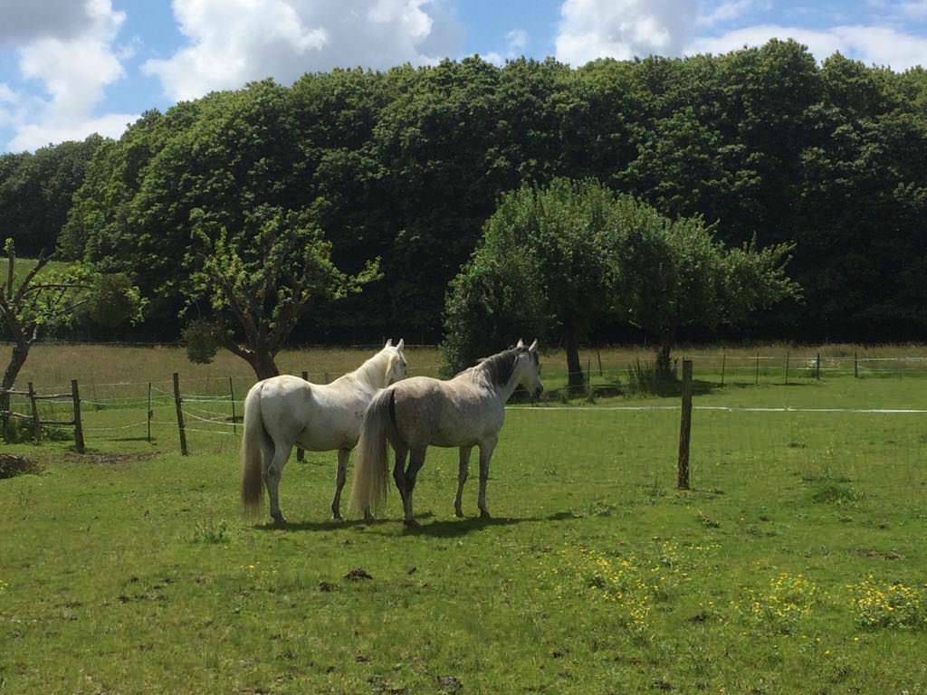 Equestrian Property Creuse