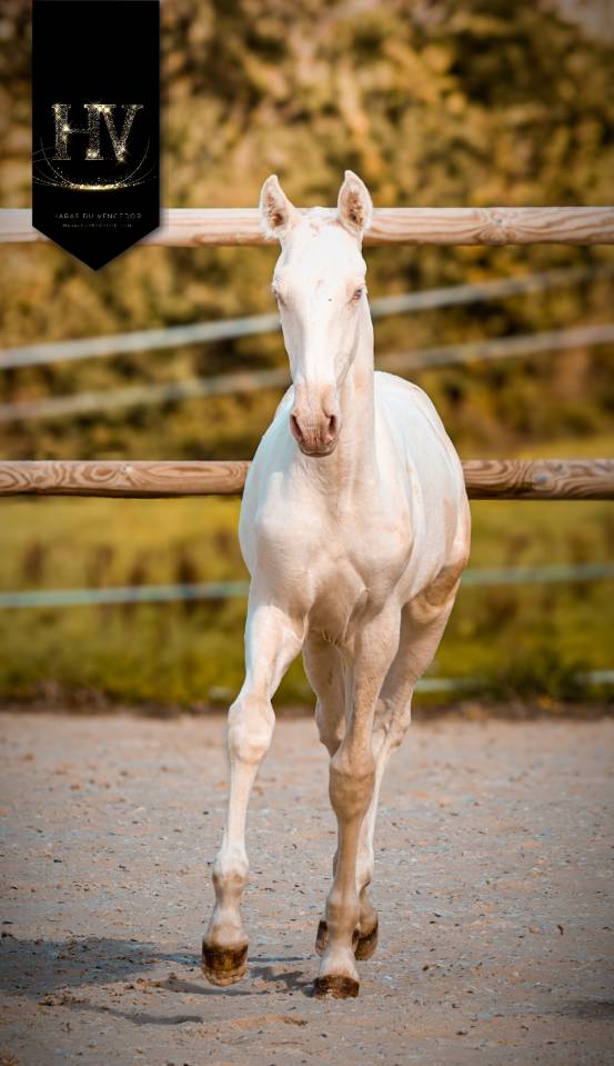 Colt Lusitano For sale 2025 Cream