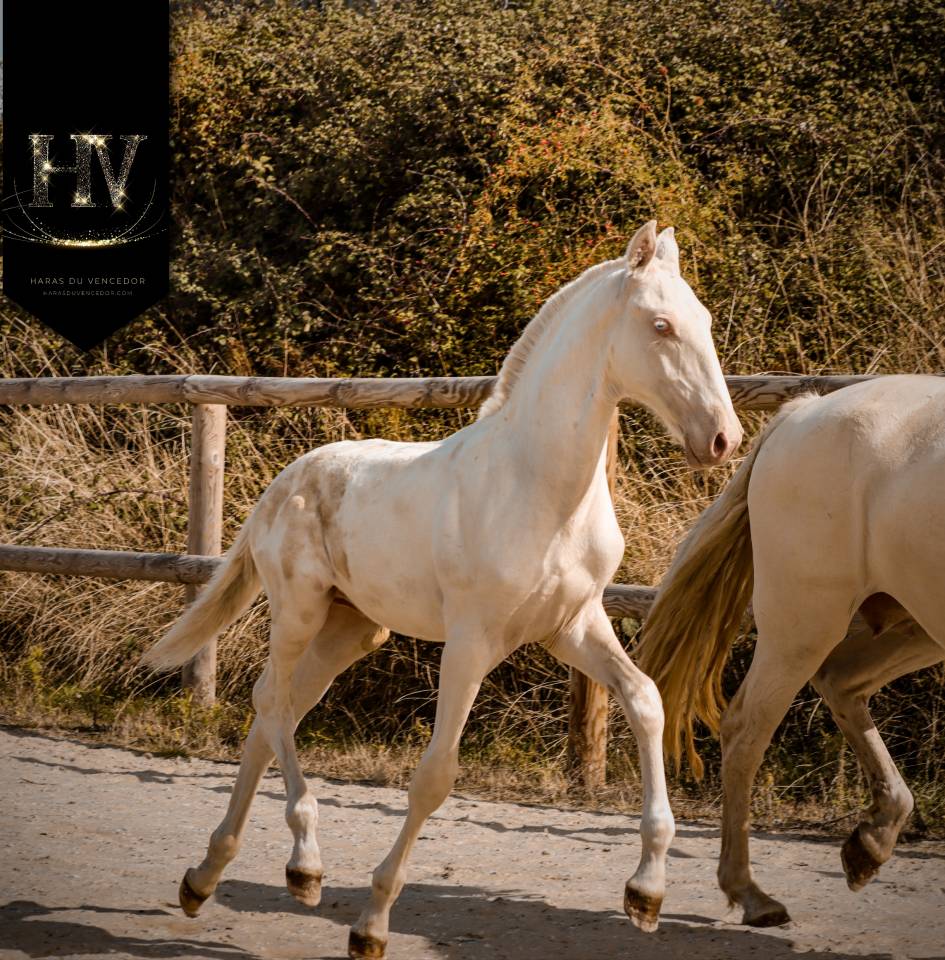 Colt Lusitano For sale 2025 Cream