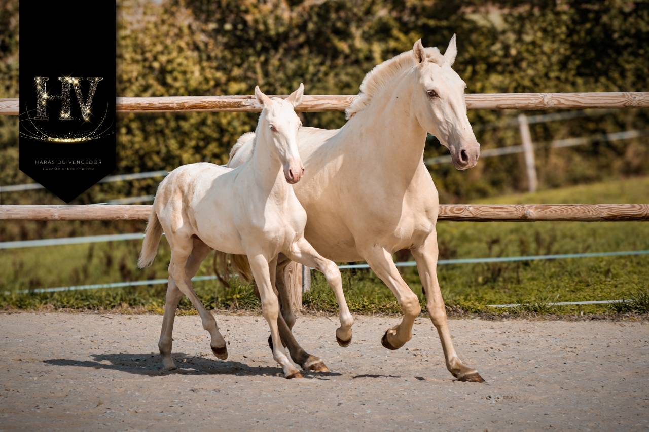 Colt Lusitano For sale 2025 Cream