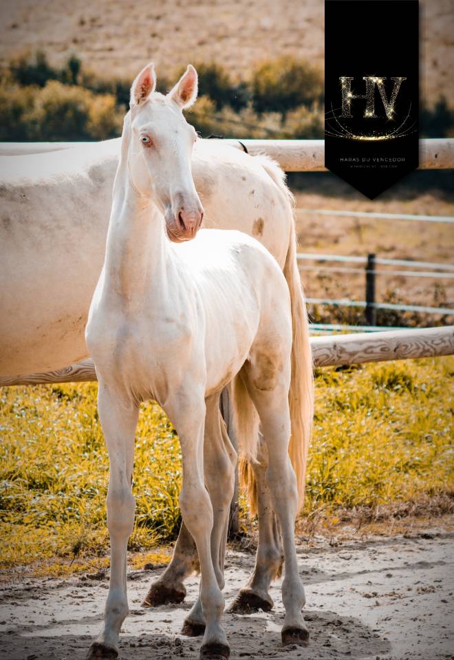 Colt Lusitano For sale 2025 Cream