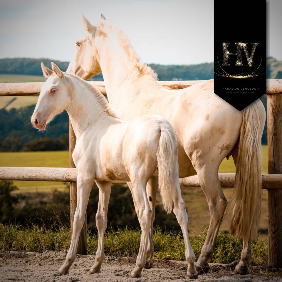 Colt Lusitano For sale 2025 Cream