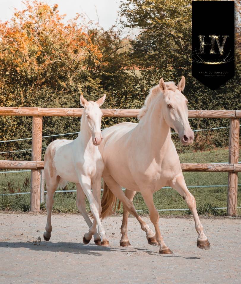 Colt Lusitano For sale 2025 Cream