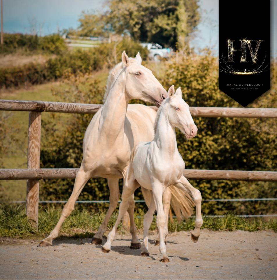 Colt Lusitano For sale 2025 Cream