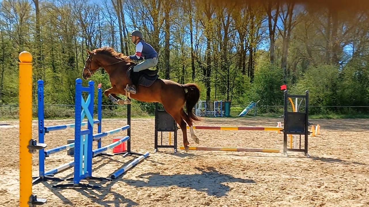 Mare KWPN Dutch Warmblood For sale 2018 Chesnut