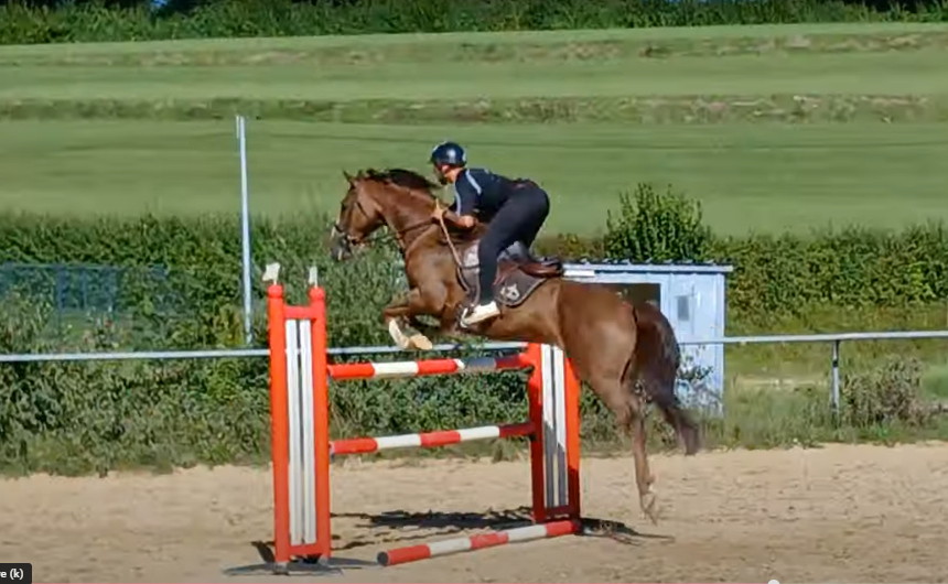 Mare KWPN Dutch Warmblood For sale 2018 Chesnut