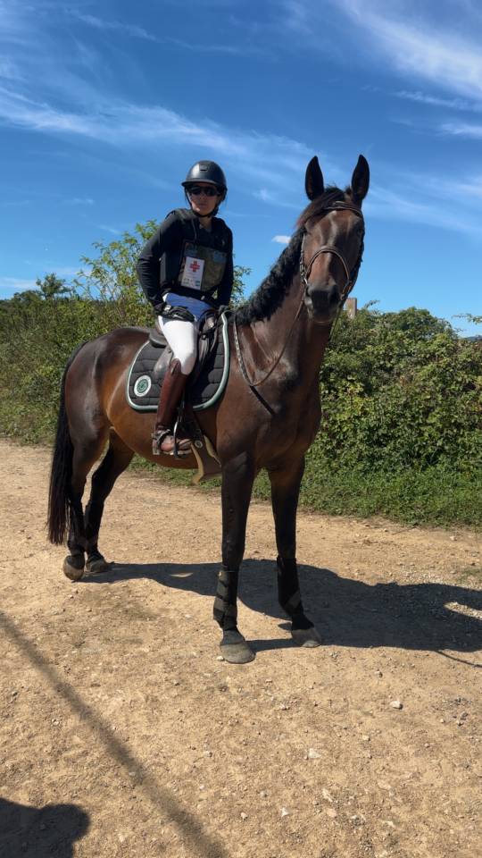 Mare Zangersheide For sale 2018 Bay