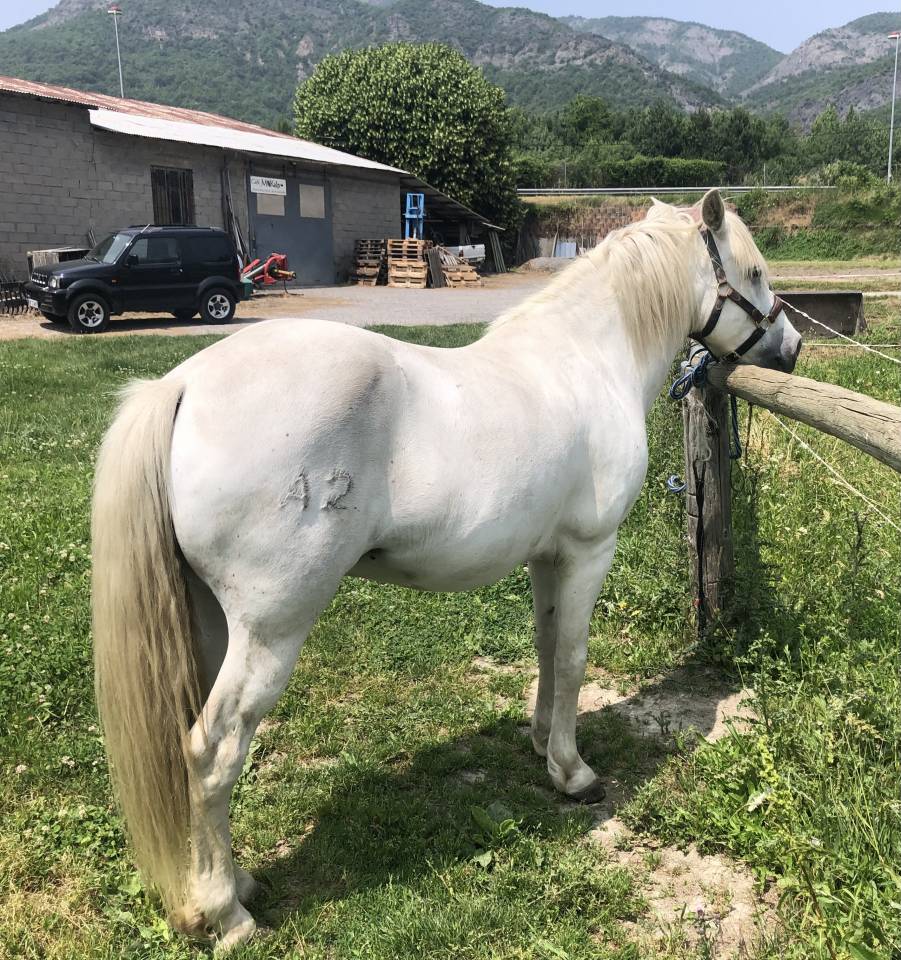 Gelding Camargue For sale 2010 White