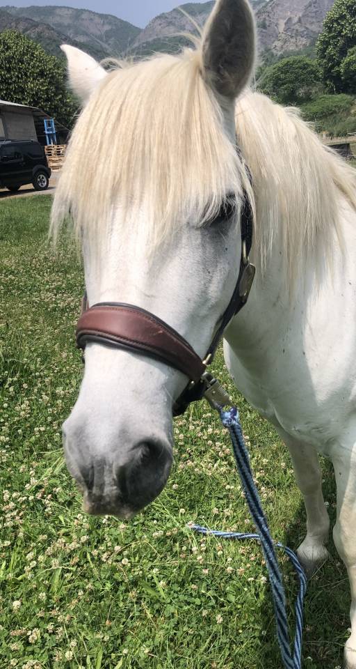 Gelding Camargue For sale 2010 White
