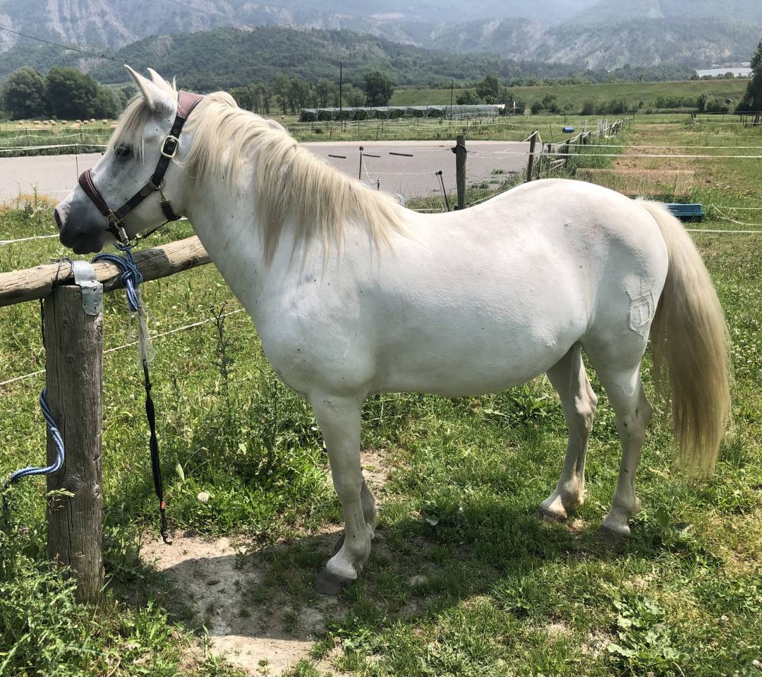 Gelding Camargue For sale 2010 White