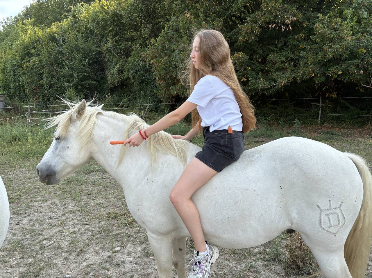 Gelding Camargue For sale 2010 White