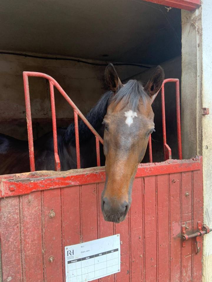 Gelding Thoroughbred For sale 2015 Dark Bay