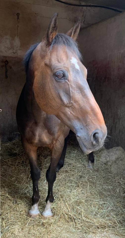 Gelding Thoroughbred For sale 2015 Dark Bay