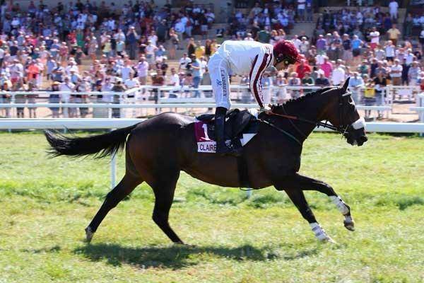 Gelding Thoroughbred For sale 2015 Dark Bay