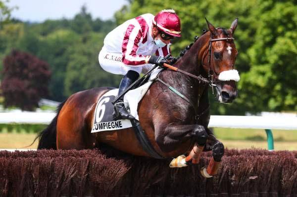 Gelding Thoroughbred For sale 2015 Dark Bay