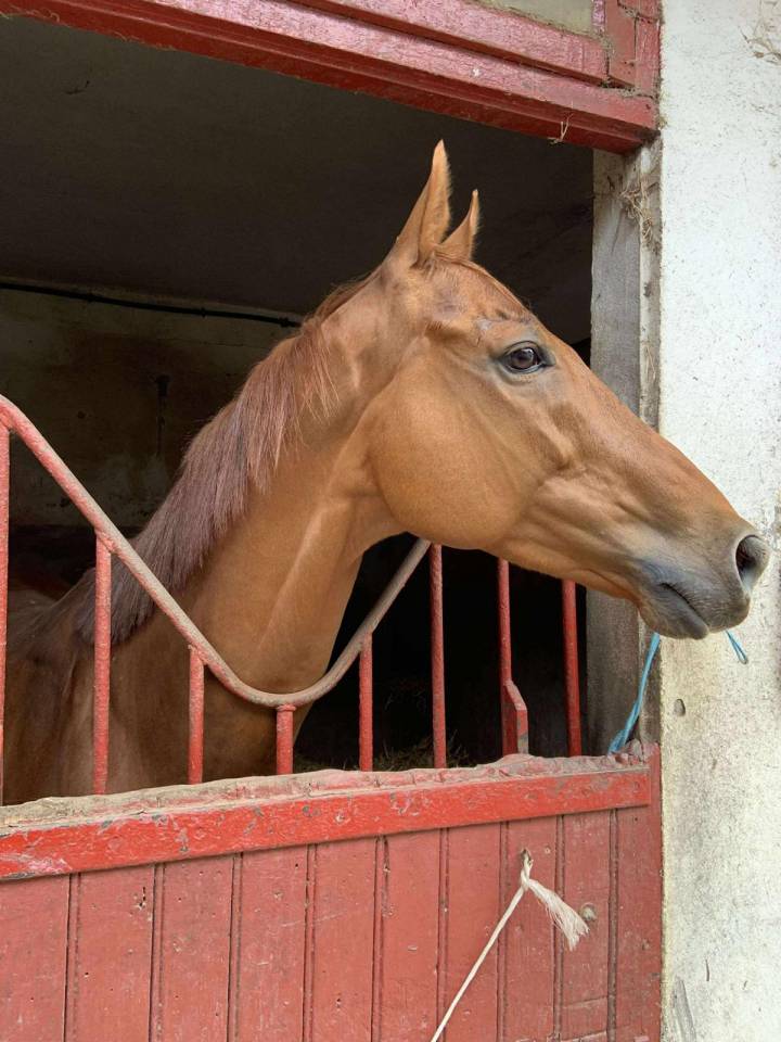 Gelding Thoroughbred For sale 2015 Bay