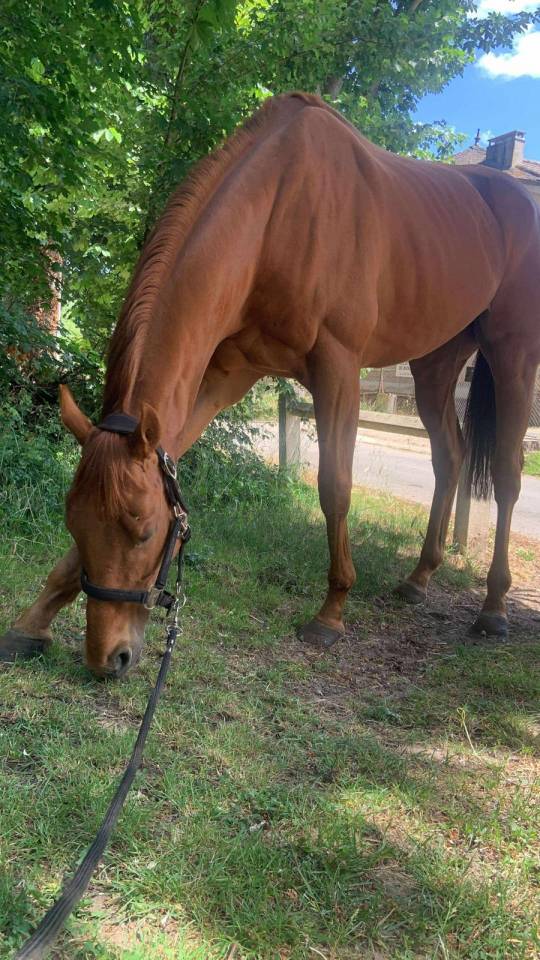 Gelding Thoroughbred For sale 2015 Bay