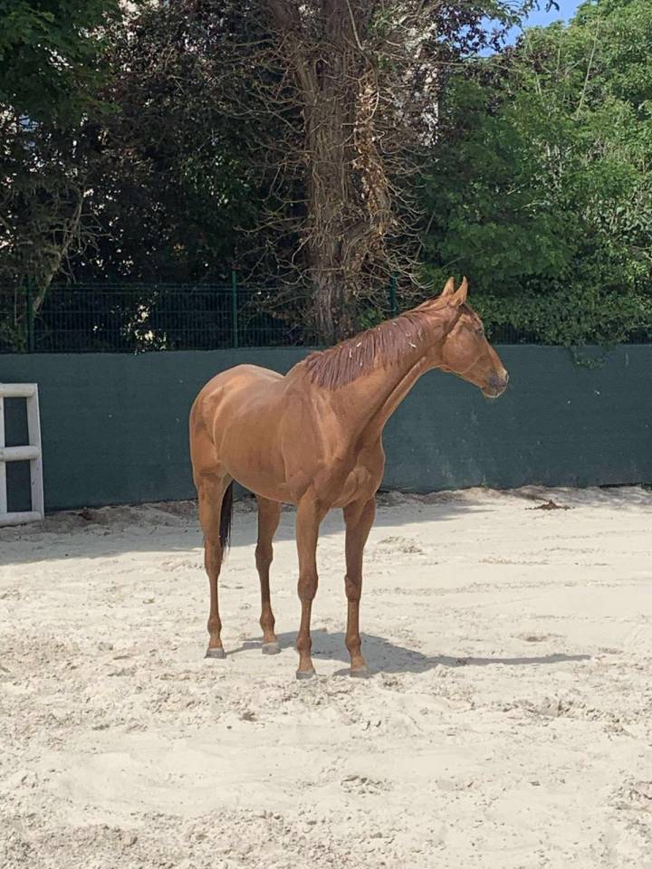 Gelding Thoroughbred For sale 2015 Bay