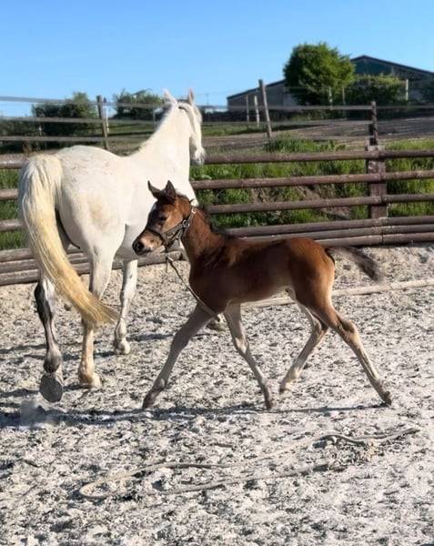 Mare Zangersheide For sale 2025 Bay